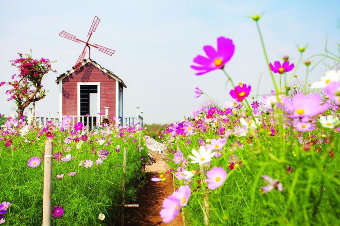 Vườn hoa bãi đá sông Hồng - Hình ảnh 1