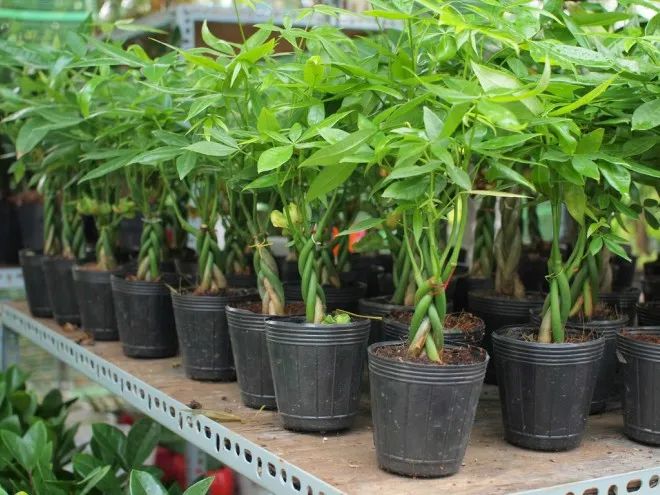 Công ty TNHH Bán Cây Cảnh Đẹp - Hình ảnh 2
