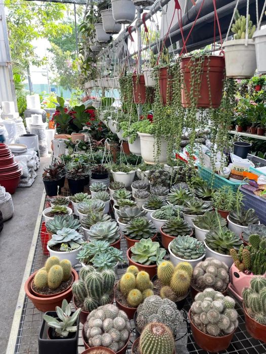Vườn cây Tư Dự - hình ảnh 1