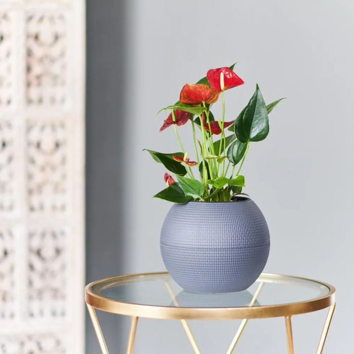 Thế Giới Cây Xanh Việt Nam (Green Life) - Hình ảnh 1