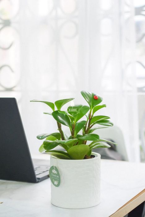 Cây cảnh mini 9X Garden - Hình ảnh 2
