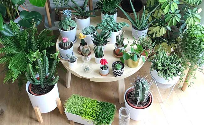 Công ty Cổ phần Cây Xanh Sài Gòn ảnh 1