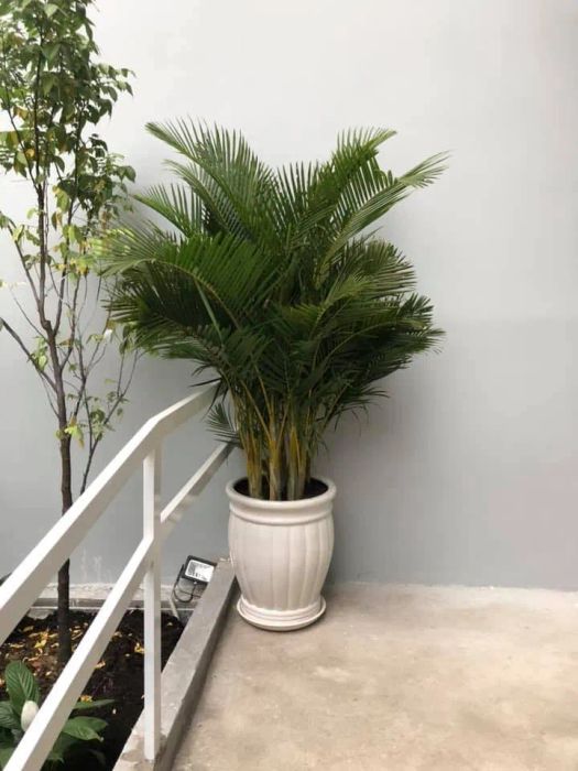 Cây Xanh Ngọc Hà - Hình ảnh 1