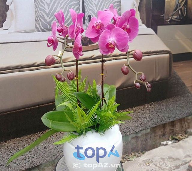 Gợi ý địa chỉ mua lan hồ điệp chất lượng giá tốt tại Quận 10