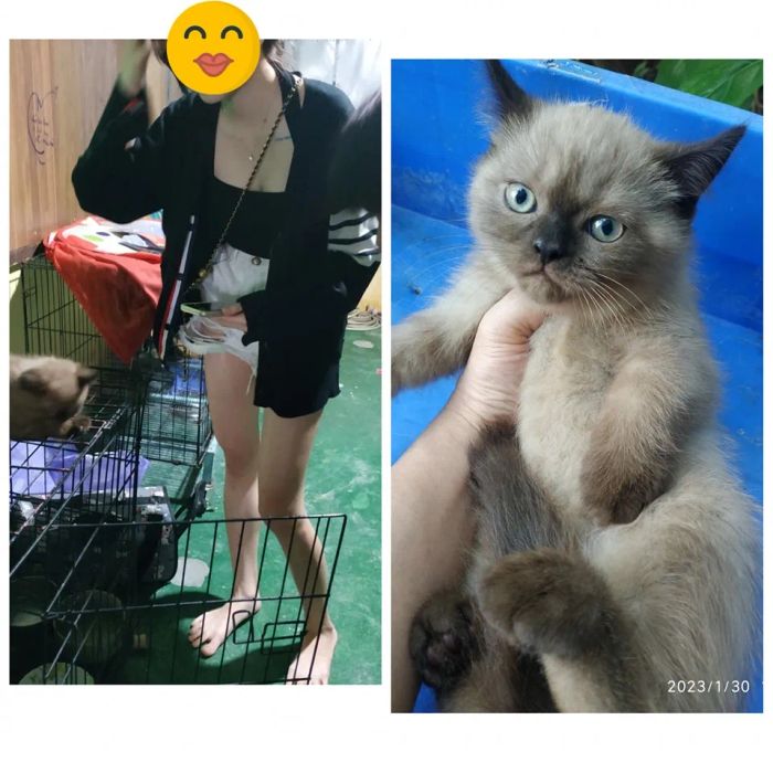 Hình ảnh những chú mèo con đáng yêu tại Meo Meo Cattery