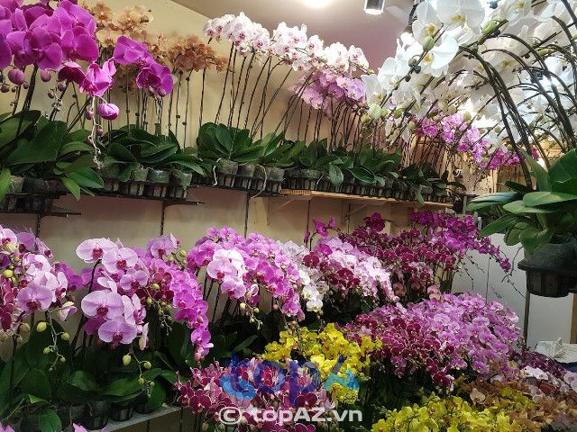 Điểm hẹn của những tâm hồn yêu lan tại quận 10