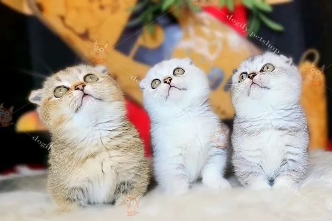 Hình ảnh thực tế tại Dogily Petshop