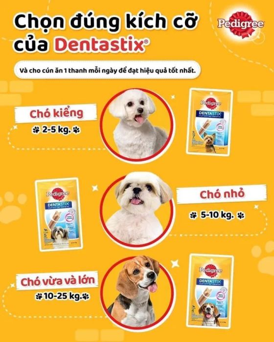 Những bé mèo Anh lông ngắn đáng yêu tại Cathouse Petshop
