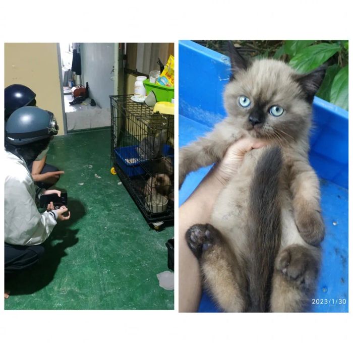 Không gian chăm sóc mèo tại Meo Meo Cattery