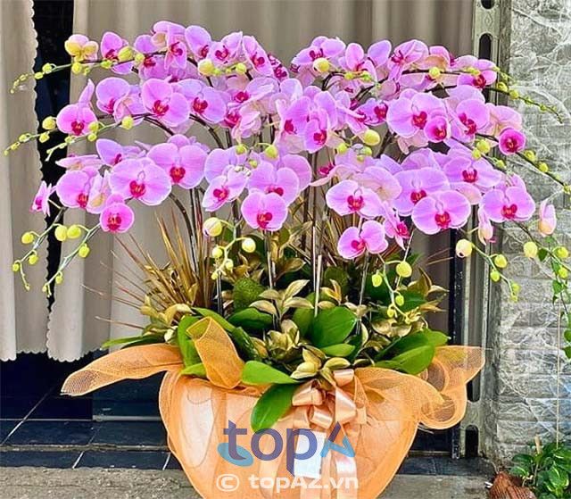 Địa chỉ vàng cho những ai săn tìm lan hồ điệp chất lượng tại Quận 10