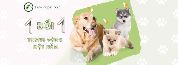 Những bé mèo đáng yêu đang được chăm sóc tại Lê Trung Pet