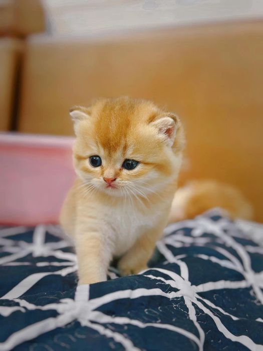 Những bé mèo chất lượng cao tại Trại Mèo Nhà Chin
