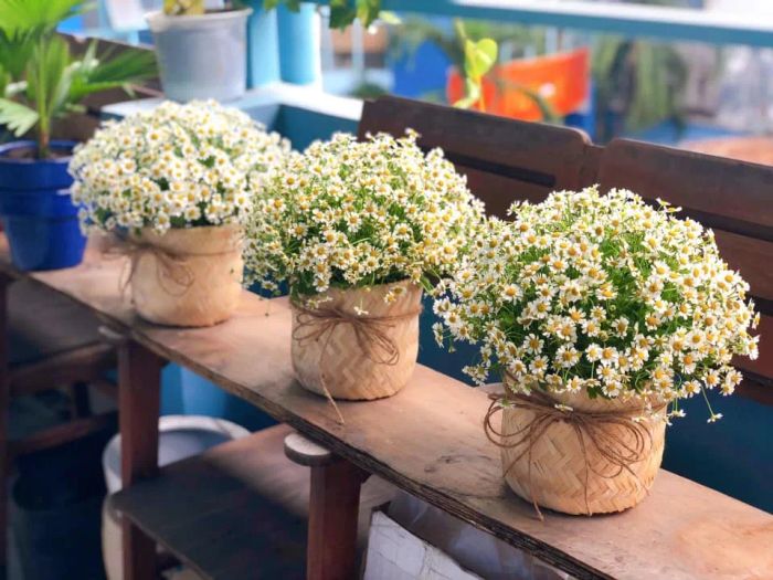 Hoa Arum trong bức ảnh thứ hai - Khoảnh khắc tuyệt đẹp lưu giữ vẻ đẹp tự nhiên của loài hoa quý phái.