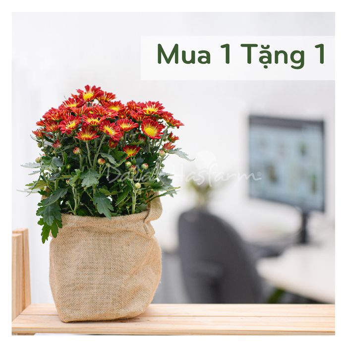 Vườn hoa công nghệ cao tại Dalat Hasfarm