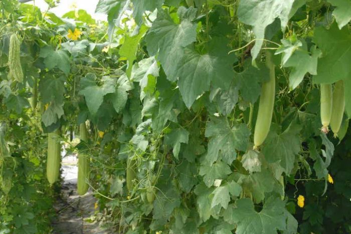 Hình ảnh minh họa sống động về giàn mướp xanh tươi (Nguồn: Sưu tầm)