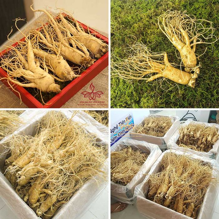 Hình ảnh độc quyền về Nhân Sâm Hàn Quốc KIV