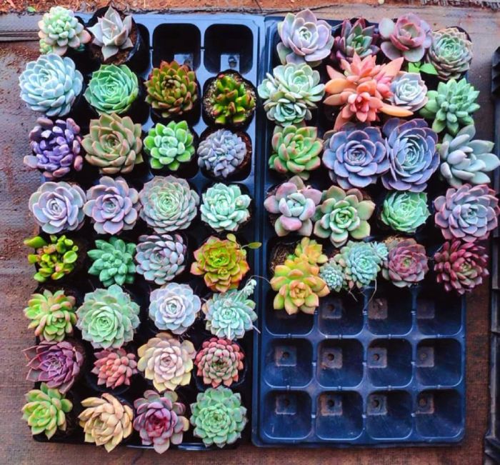 Poo Garden ảnh 2