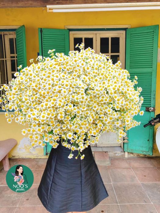 Khoảnh khắc xuân thì tại Noo's Garden - Ảnh 2