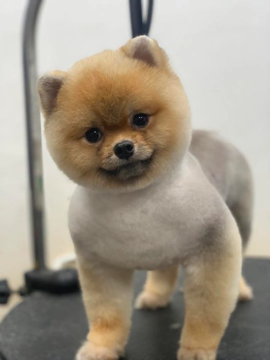 Hình ảnh không gian chăm sóc thú cưng tại Hoàng Nhè Pet Shop