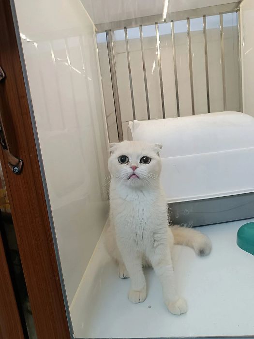 Không gian chăm sóc thú cưng hiện đại tại Siro Pet Shop