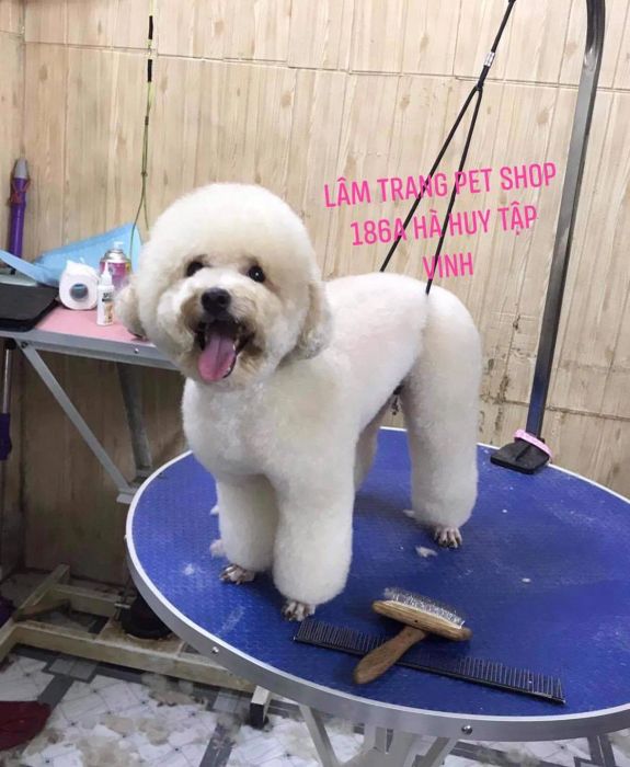 Không gian hiện đại và tiện nghi tại Lâm Trang Pet Shop Vinh