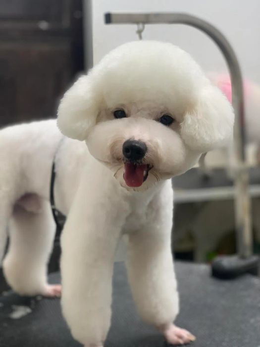 Không gian sang trọng tại Hoàng Nhè Pet Shop