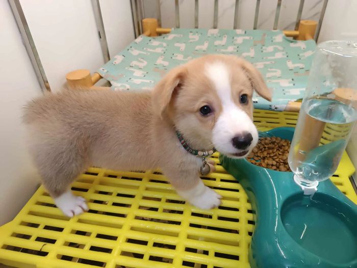 Khu vực spa cao cấp dành cho thú cưng tại Siro Pet Shop