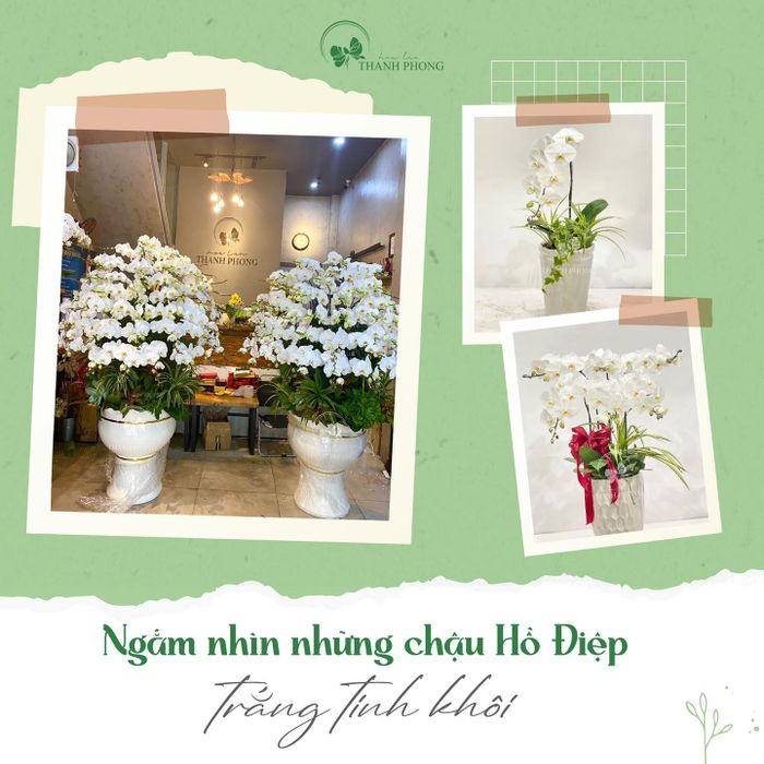 Những mẫu hoa lan nghệ thuật đẹp nhất tại Hoa Lan Thanh Phong