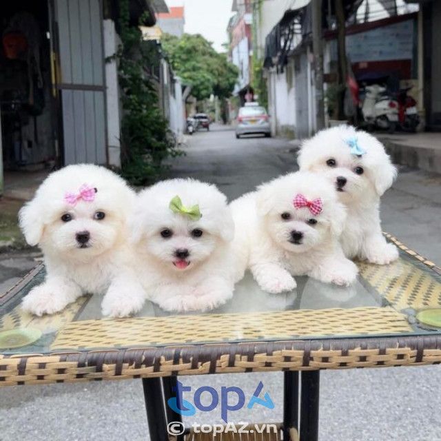 Shop bán chó cảnh tại Hà Nội – Mập Pet House, điểm đến tin cậy cho những ai yêu mến và muốn sở hữu thú cưng chất lượng.