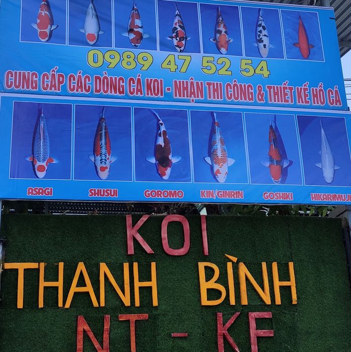 Hình ảnh bộ sưu tập cá Koi đa dạng tại Koi Thanh Bình