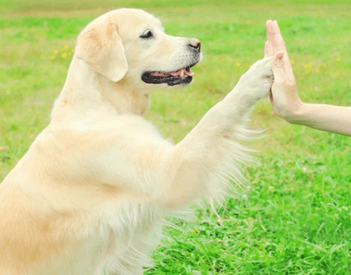 Hình ảnh minh họa ứng dụng EveryDoggy phiên bản 2
