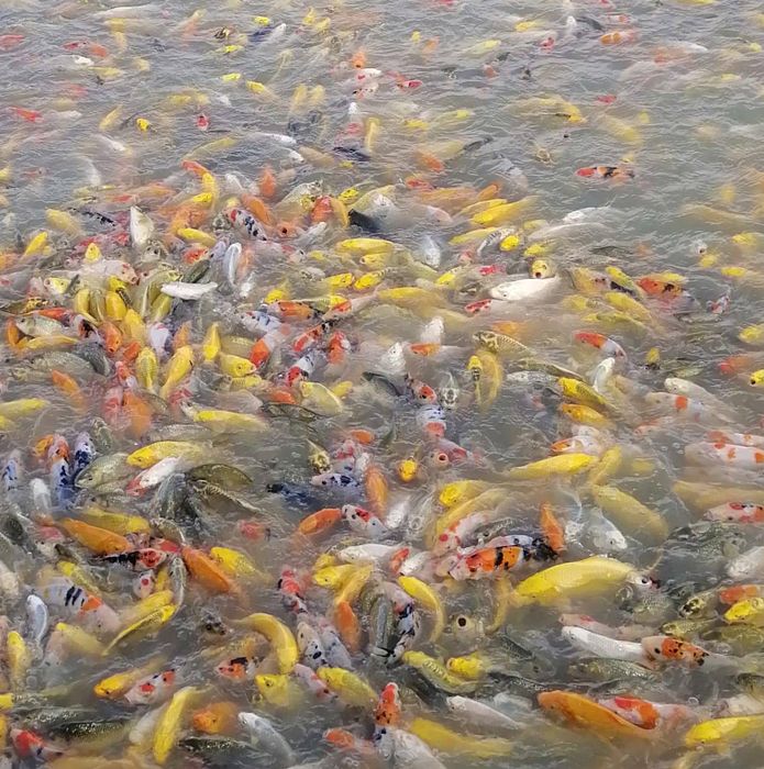 Hình ảnh những chú cá Koi tuyệt đẹp tại Phúc Minh Koi