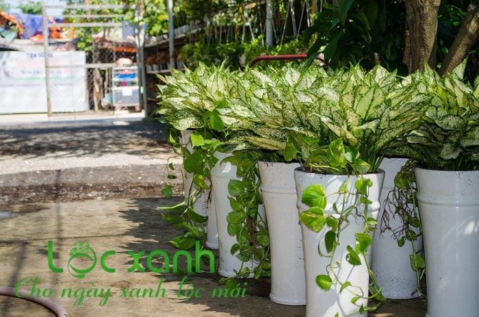 Hình ảnh của Công ty Cổ phần Lộc Xanh