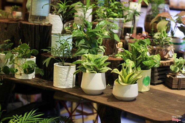 Hình ảnh Shop cây cảnh mini 9x Garden lần 1