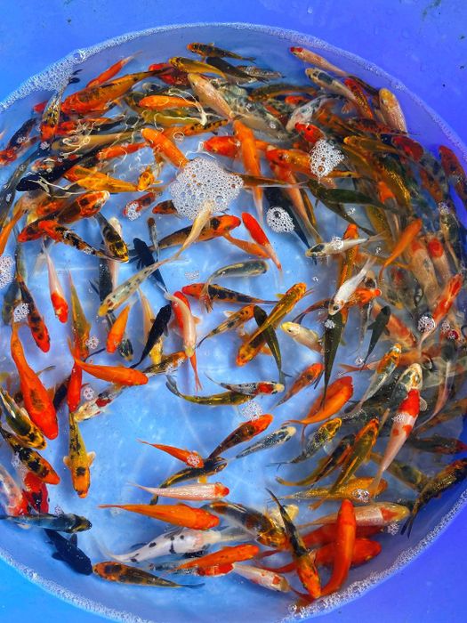 Trại Cá Koi 93/4/35 Nguyễn Văn Hoài - Tân Phong - Biên Hòa - Đồng Nai - Hình ảnh 2