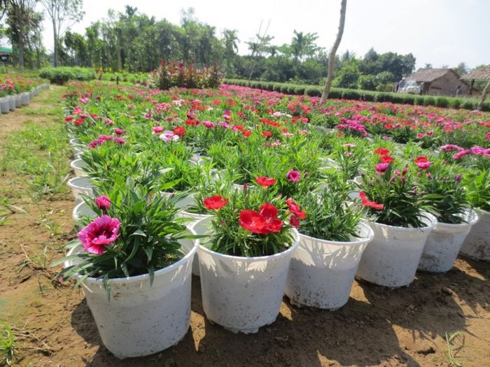 Hình ảnh Cây Cảnh ILG lần 1
