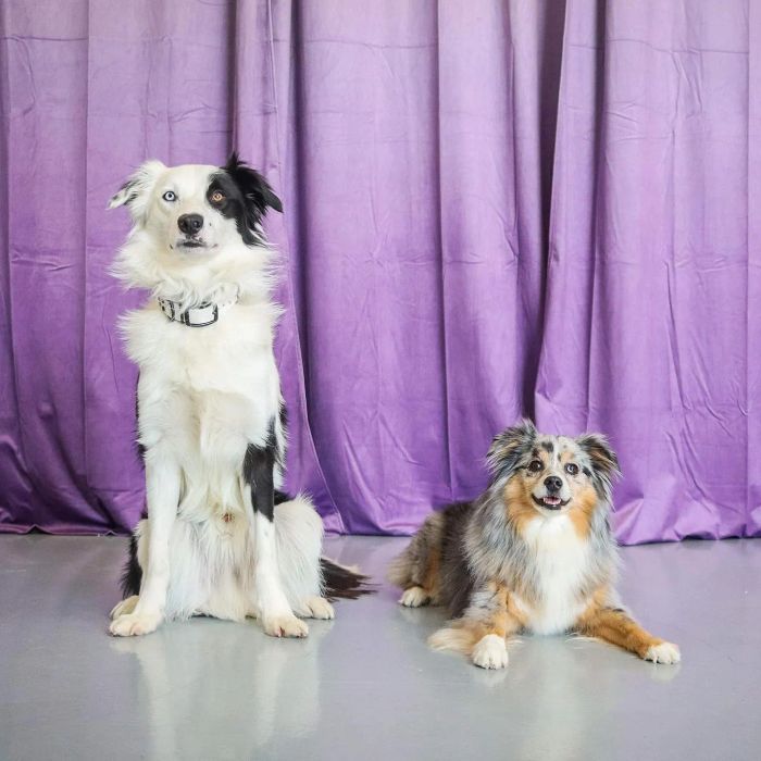 Hình ảnh minh họa ứng dụng Puppr phiên bản 2