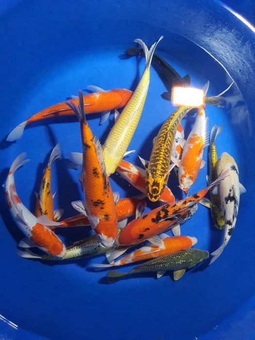 Koi Farm 54 - Hình ảnh 2