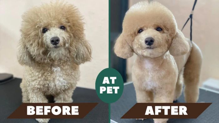 Hình ảnh 2 về Phòng Khám Thú Y Bé Cưng AT PET - Góc nhìn chân thực về quy trình thăm khám chuẩn y khoa, nơi mỗi thú cưng đều được nâng niu như chính con em mình.
