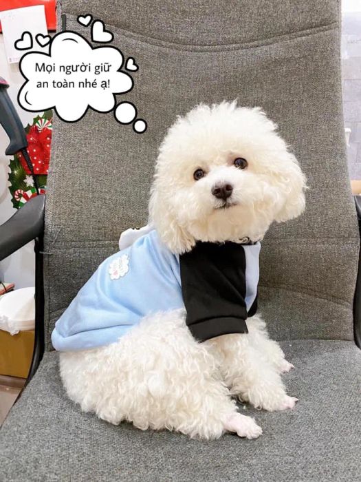 Không gian chăm sóc toàn diện tại XU BÔNG Pet Shop