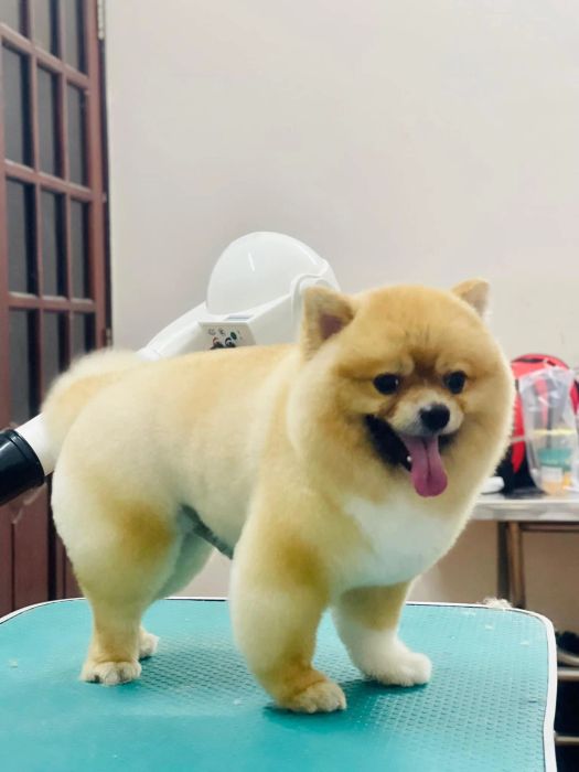 Hình ảnh Bệnh Viện Thú Y Pet Friends - Không gian khám chữa bệnh hiện đại và ấm áp cho các bé thú cưng.