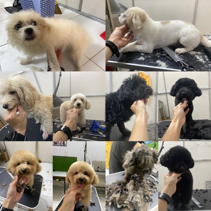 Hình ảnh Phòng Khám Thú Y SUPER PET