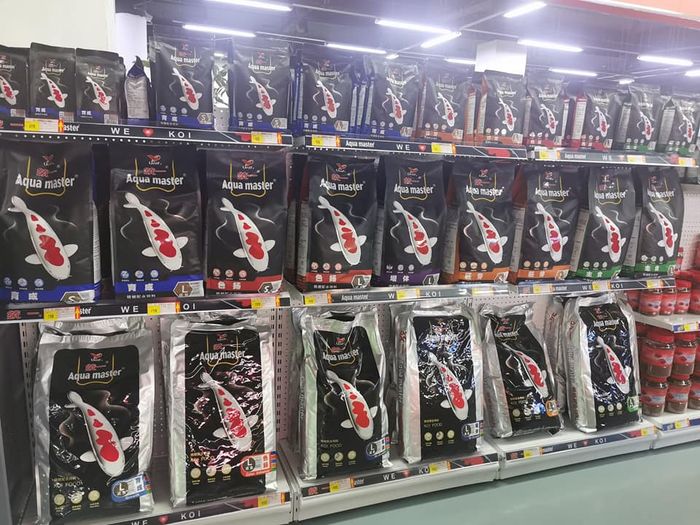 Aqua Master - Khoảnh khắc vàng trong thế giới Koi