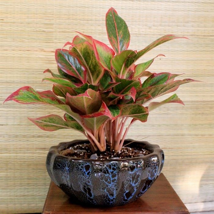 Hình ảnh Shop Cây Xanh Ngọc Lan lần 1