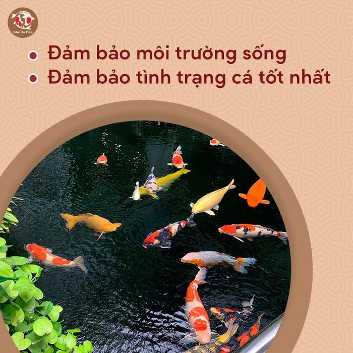 Ishar Koi Farm - Hình ảnh 1