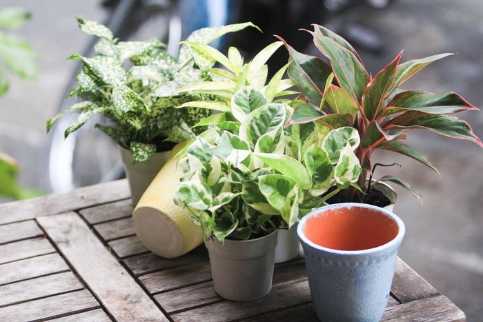 Hình ảnh Vườn Cây Mini lần 1