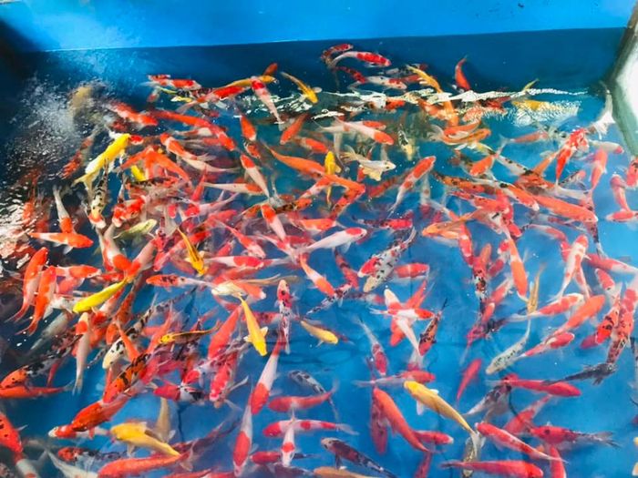 Hình ảnh những chú cá Koi tuyệt đẹp tại Khang Koi Farm