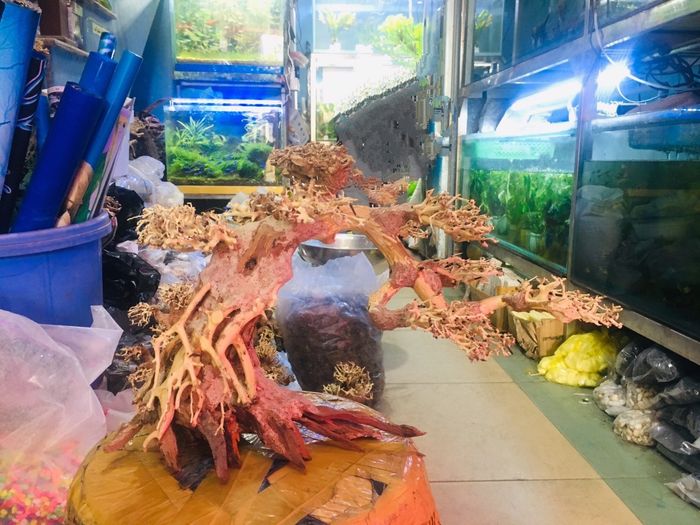 Cá Cảnh Hiền Phương - Hải Phòng hình ảnh 2