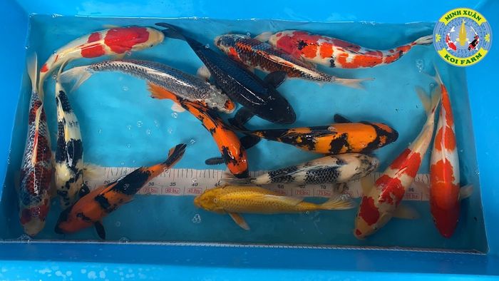 Minh Xuân Koi Farm - Hình ảnh 1