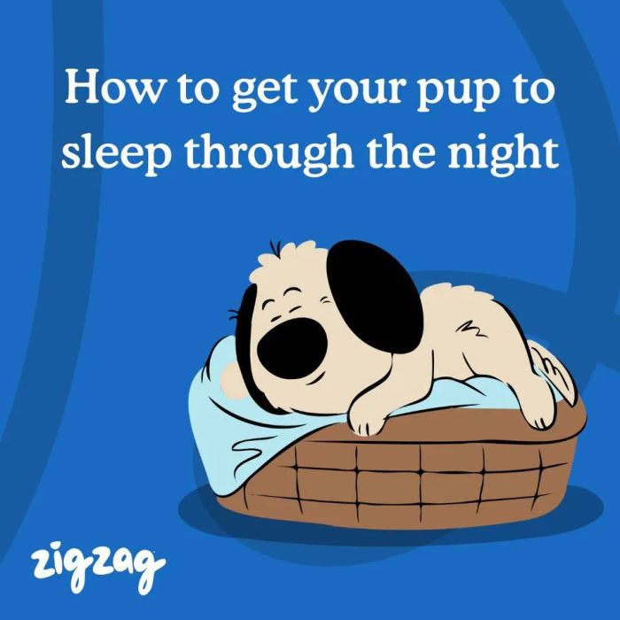 Hình ảnh minh họa ứng dụng Zigzag Puppy Training